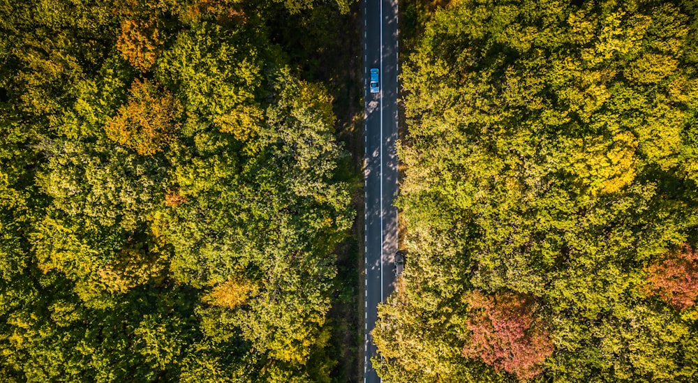 a road surrounded by trees