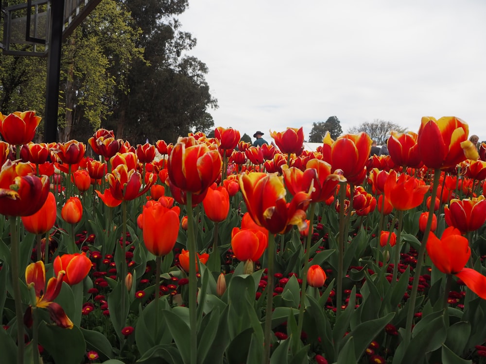 a field of tulips