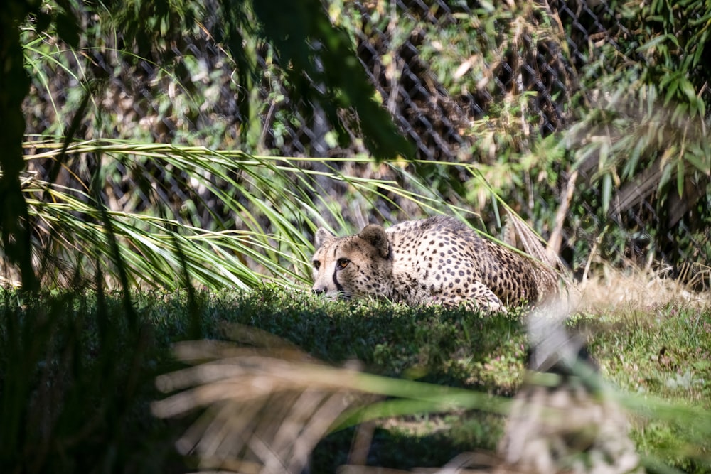 a cheetah lying in the grass