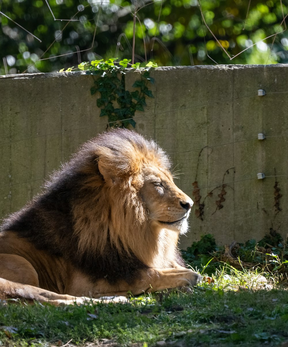 a lion lying on the ground