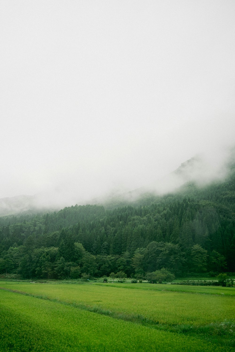 a green field with trees and fog