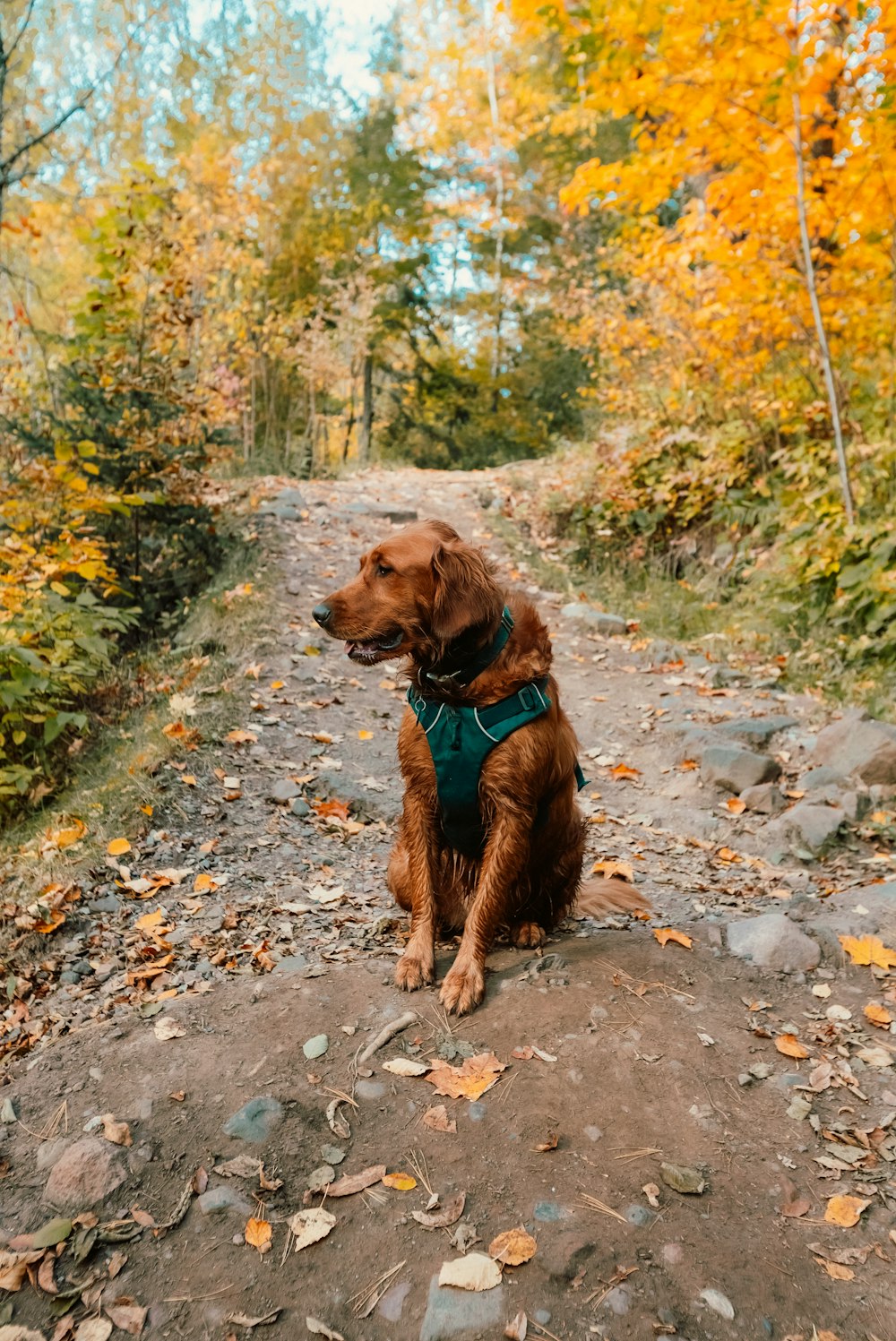 a dog sitting on a path in the woods