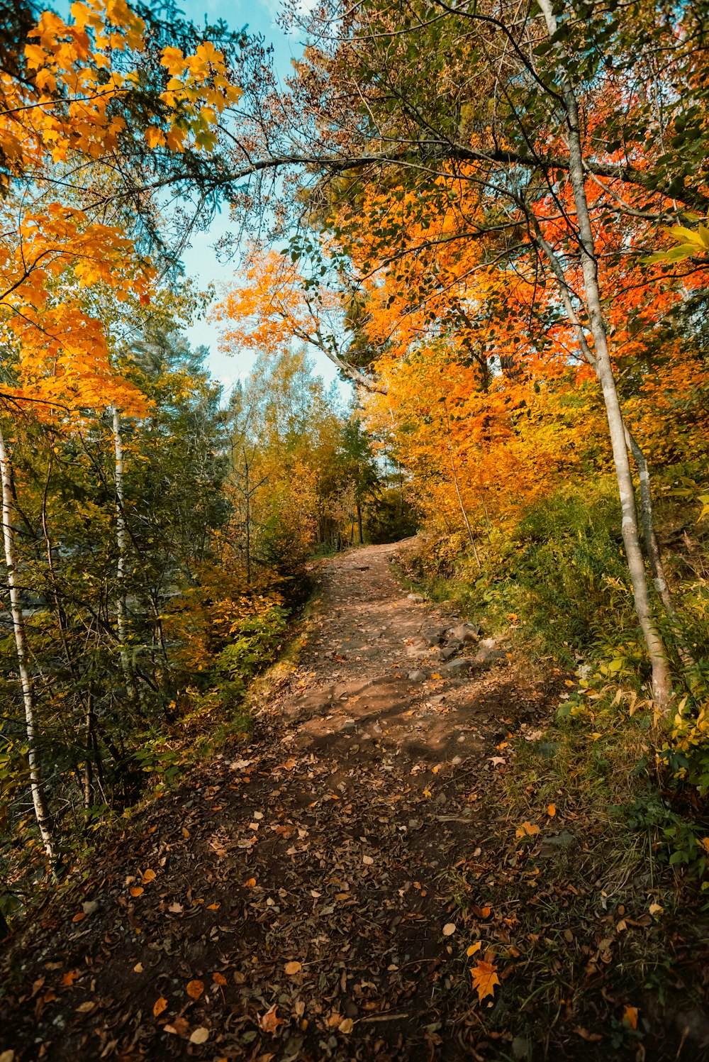 a dirt road in a forest