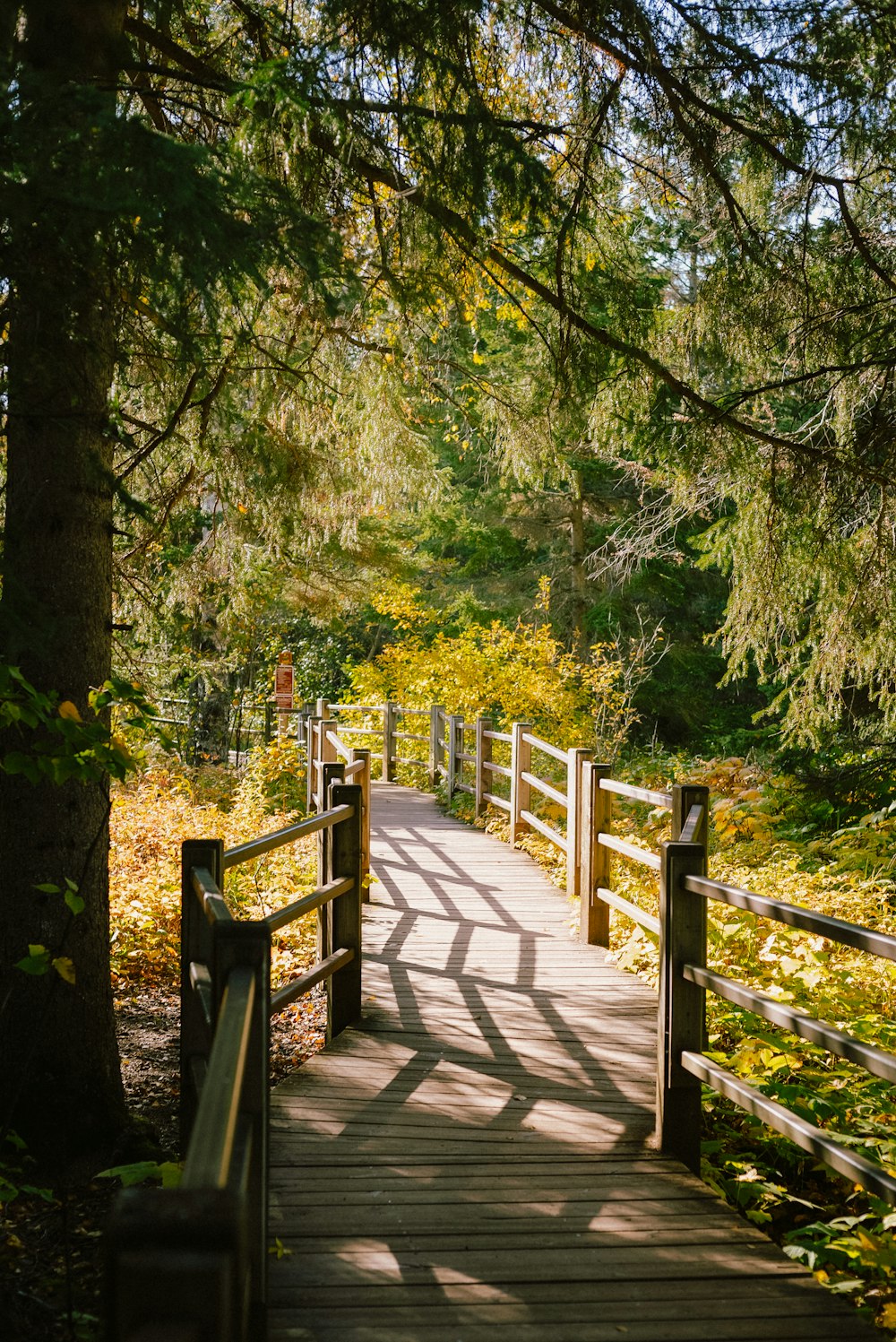 un pont en bois avec des arbres de chaque côté