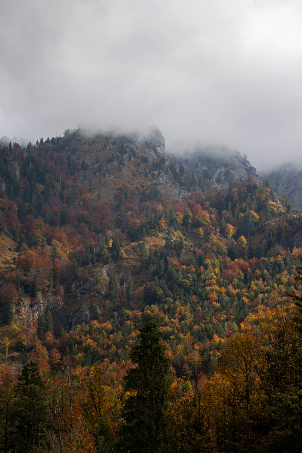 a forest of trees