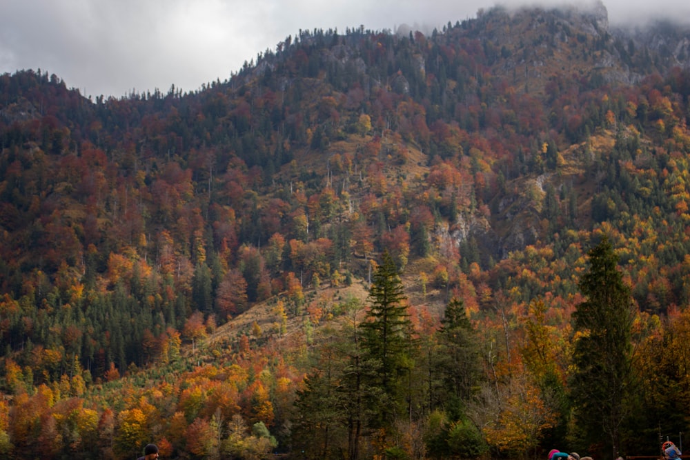 a forest of trees