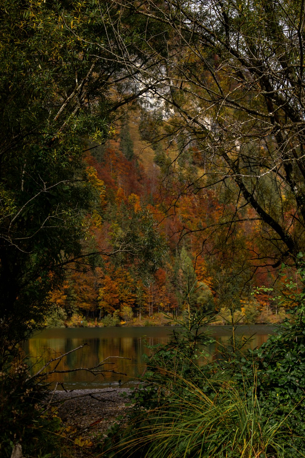 a river with trees around it