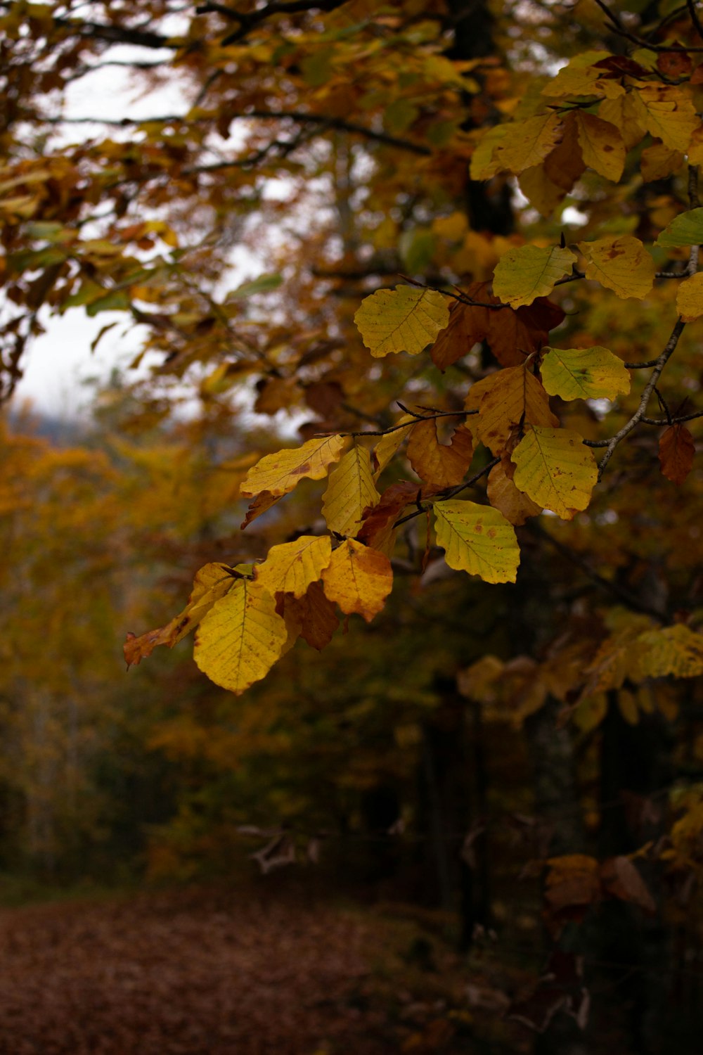 a group of leaves on a tree