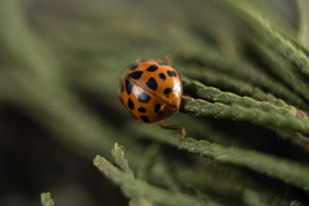 a ladybug on a leaf