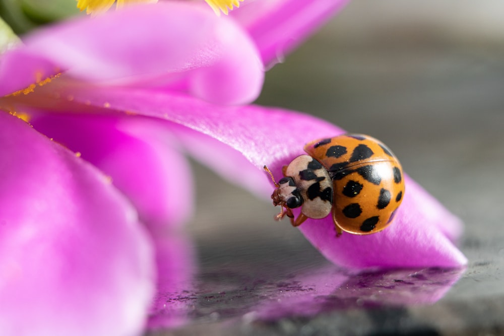 una coccinella su un fiore rosa