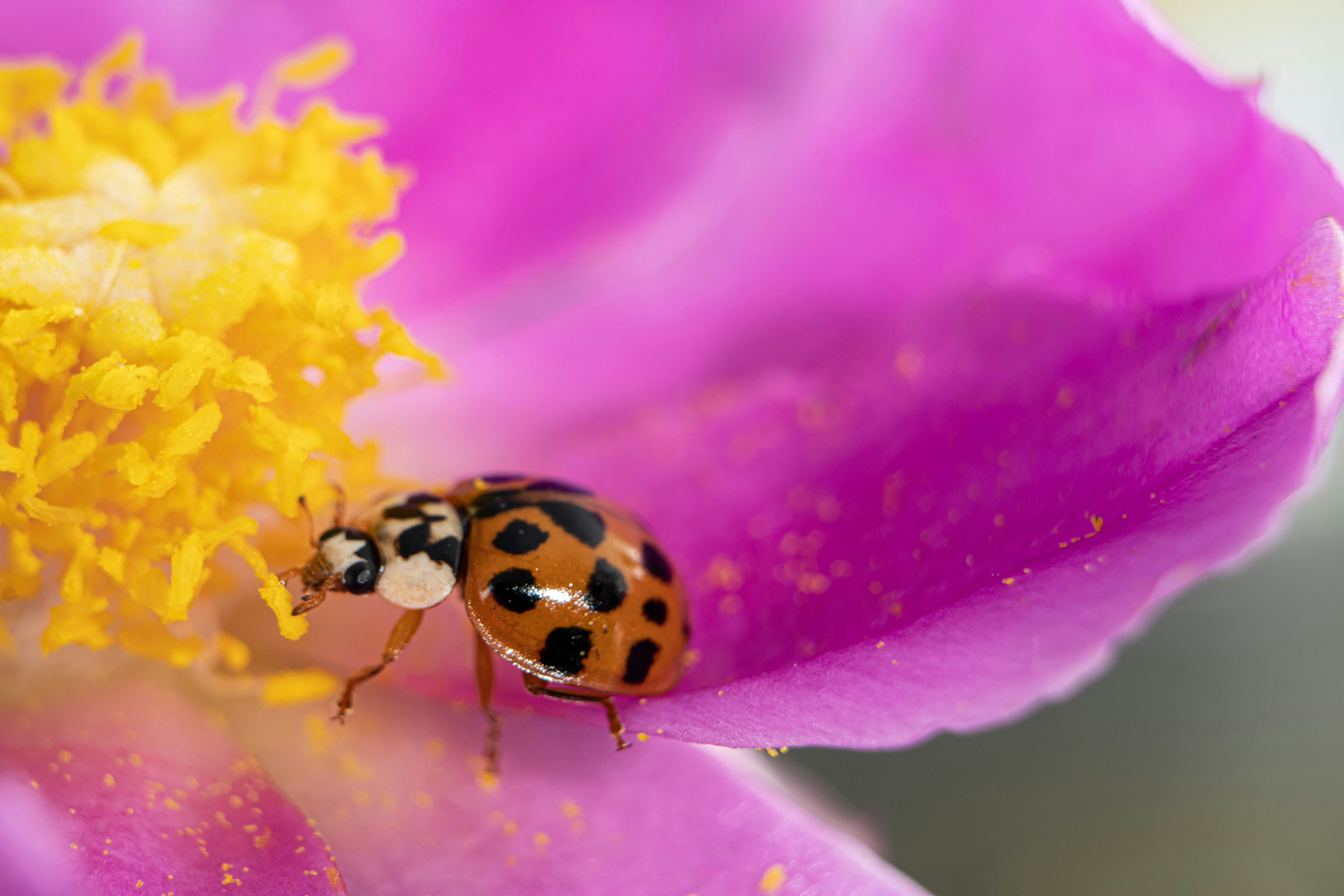 Real Ladybugs On Flowers