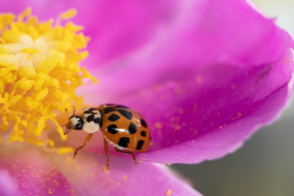 a couple of ladybugs on a flower