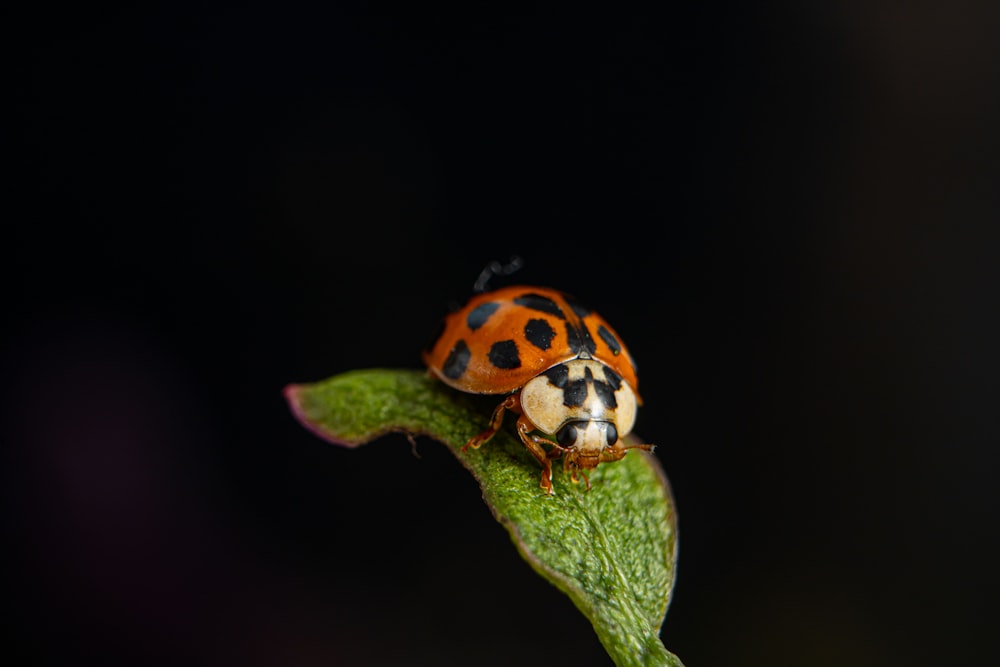 a ladybug on a leaf