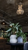 Two large potted plants are placed on a dark table within a stylish interior setting. The pots have distinct textures with one being wavy and the other smooth. Overhead, ornate chandeliers and industrial-style lighting contrast with the rustic ceiling. In the background, additional greenery and a glass cabinet with wooden paneling enhance the space.