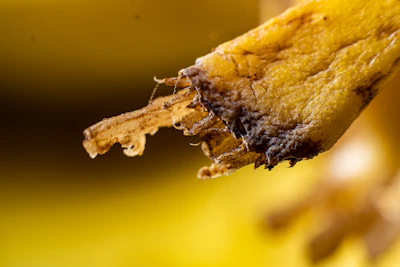 Close-up of banana fiber strands before being spun into fabric.