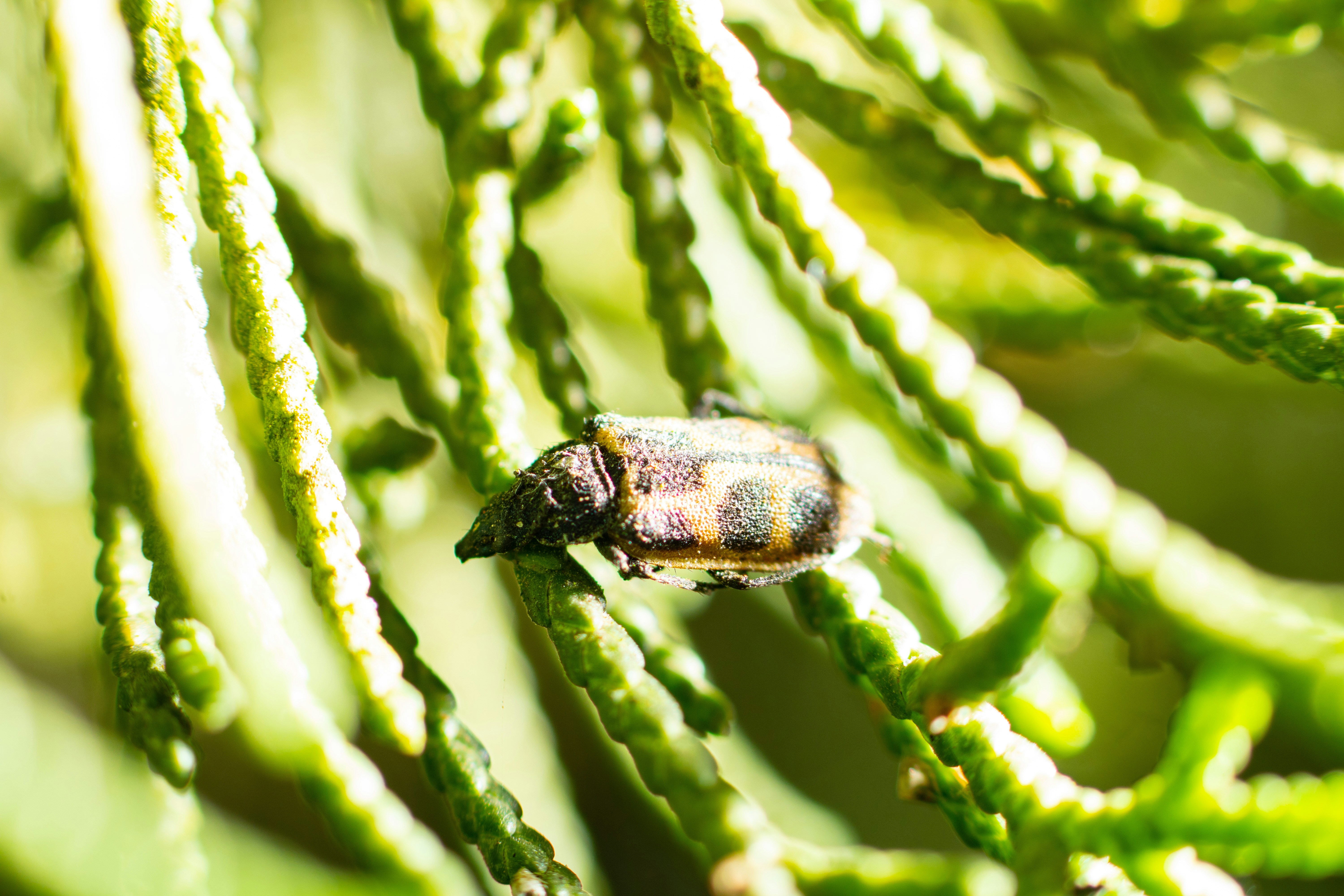 Threats to Serotiny in a Changing Climate - Oregon pine trees wildfire seeds