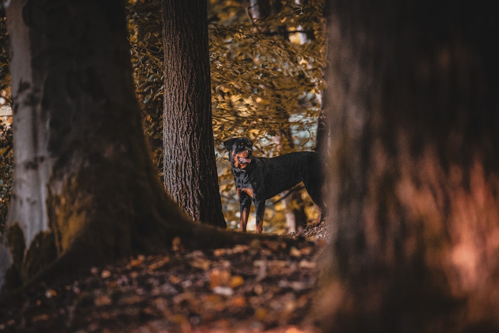 a person standing in a forest