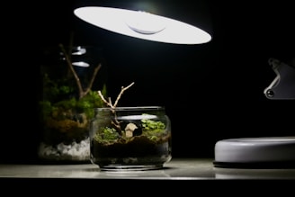 a small glass bowl with a plant inside