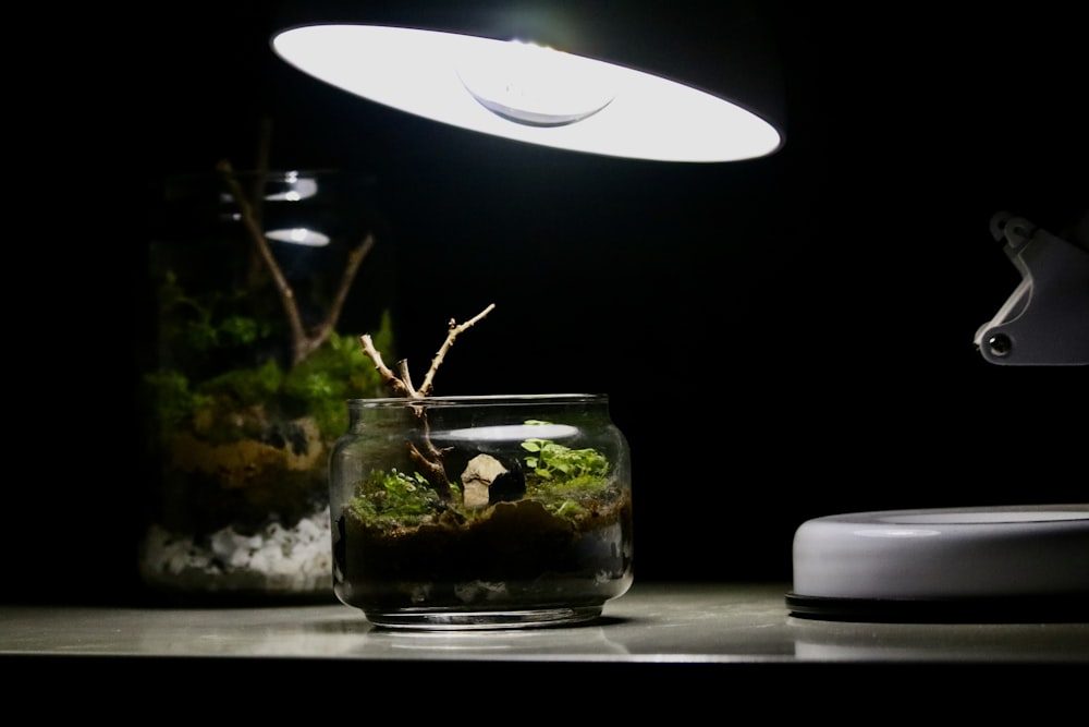 a small glass bowl with a plant inside