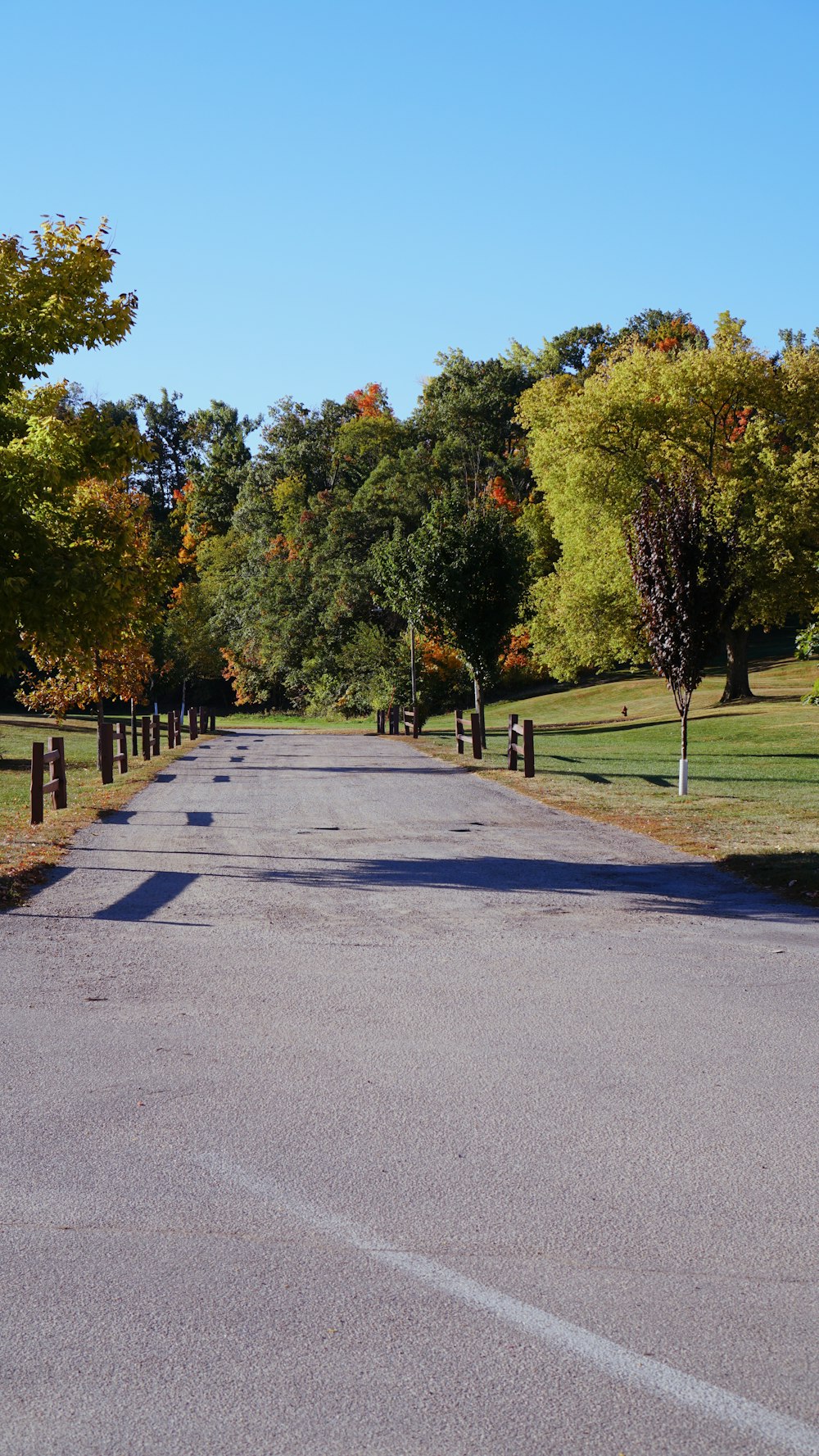 a road with trees on the side