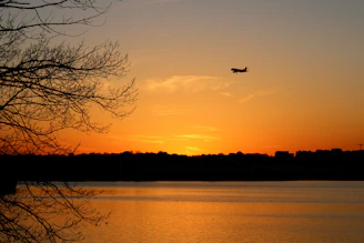 a bird flying over a lake