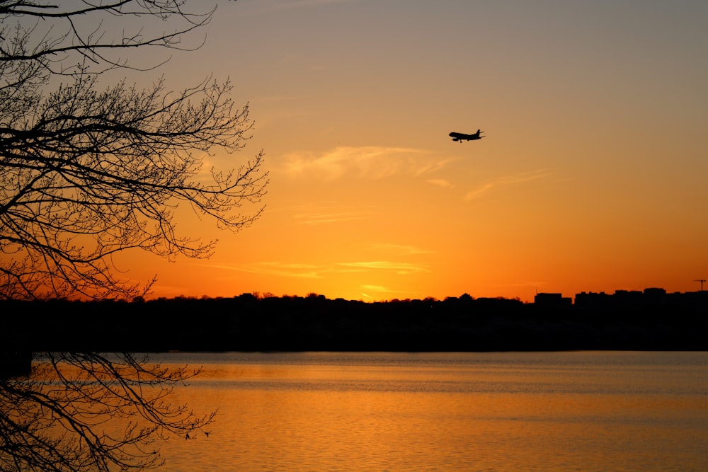 a bird flying over a lake