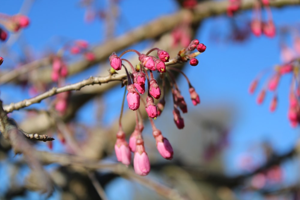 a close up of a tree branch with pink flowers