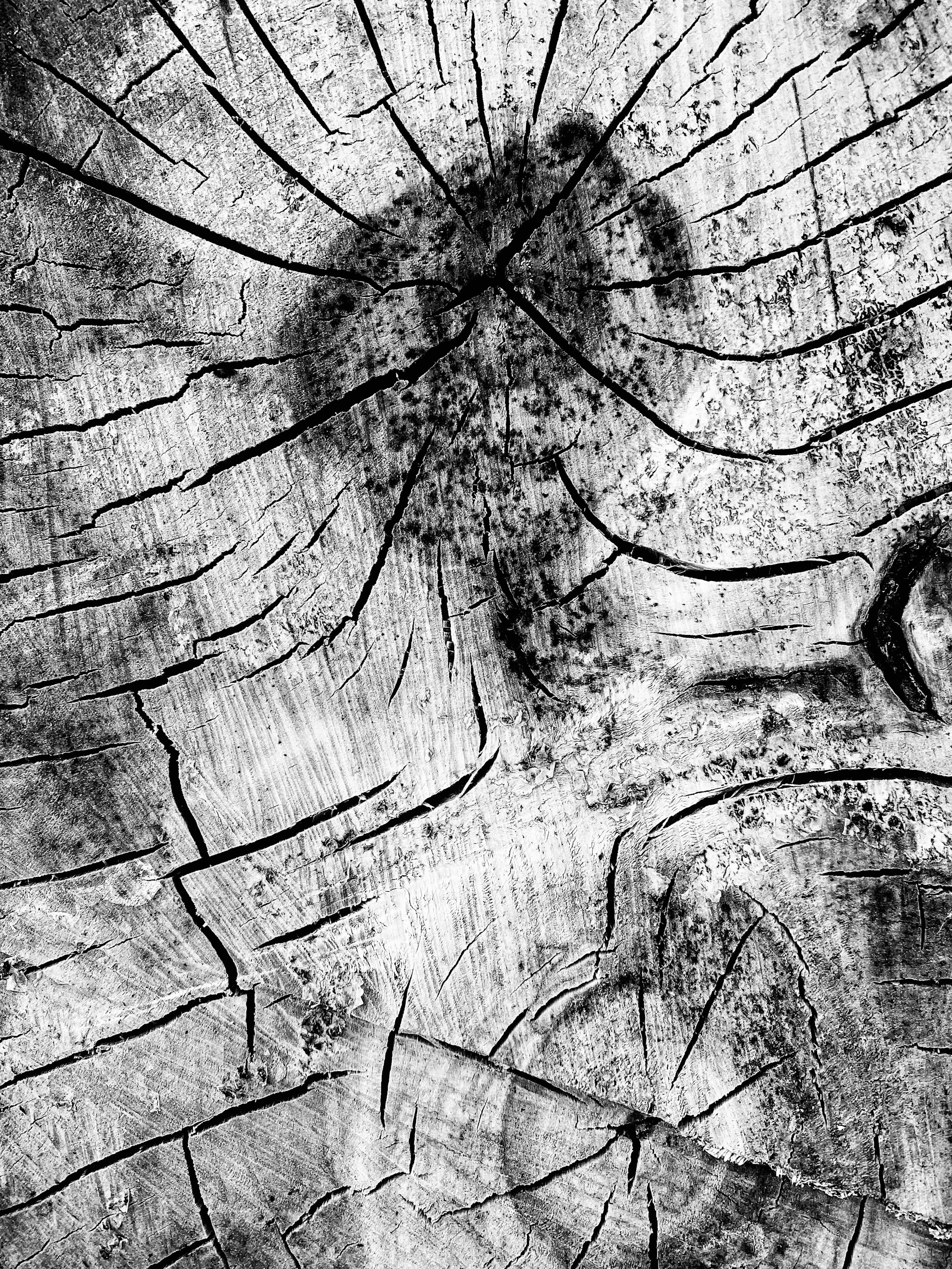 a black and white photo of a tree