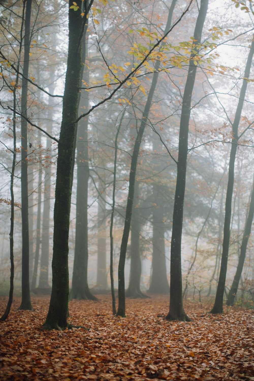 a forest with trees and leaves