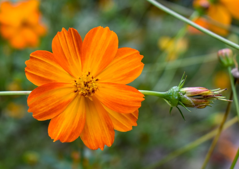 a close up of a flower