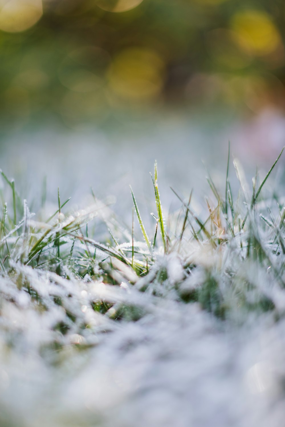 close up of grass