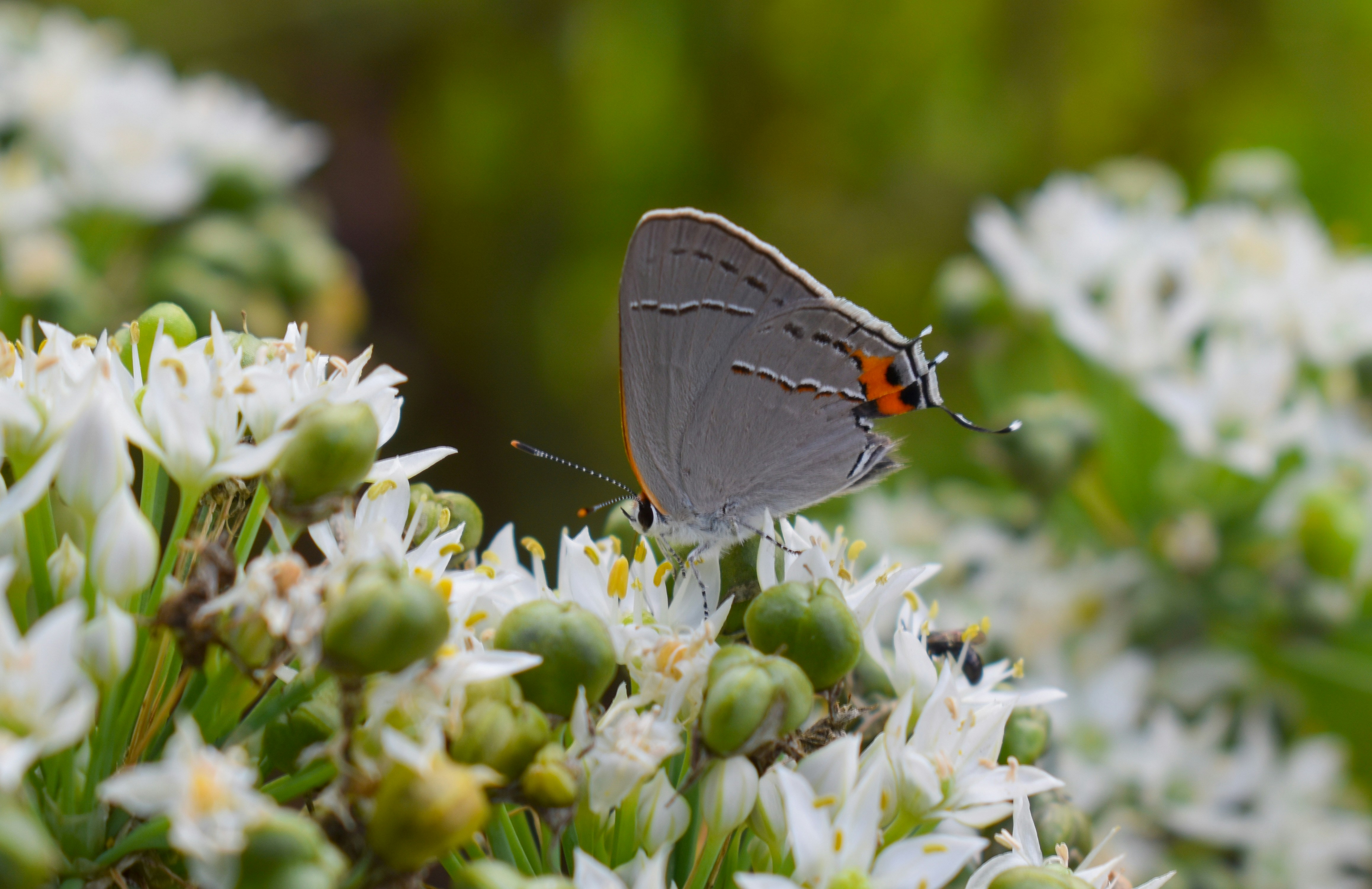 a butterfly on a flower
