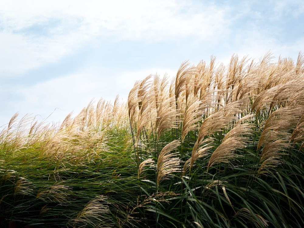 a field of wheat