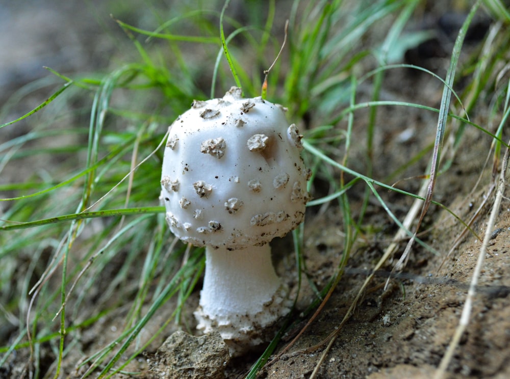 a white mushroom in the grass