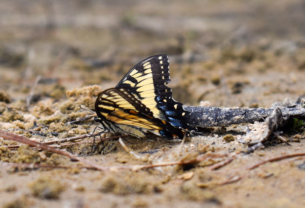 a butterfly on the ground