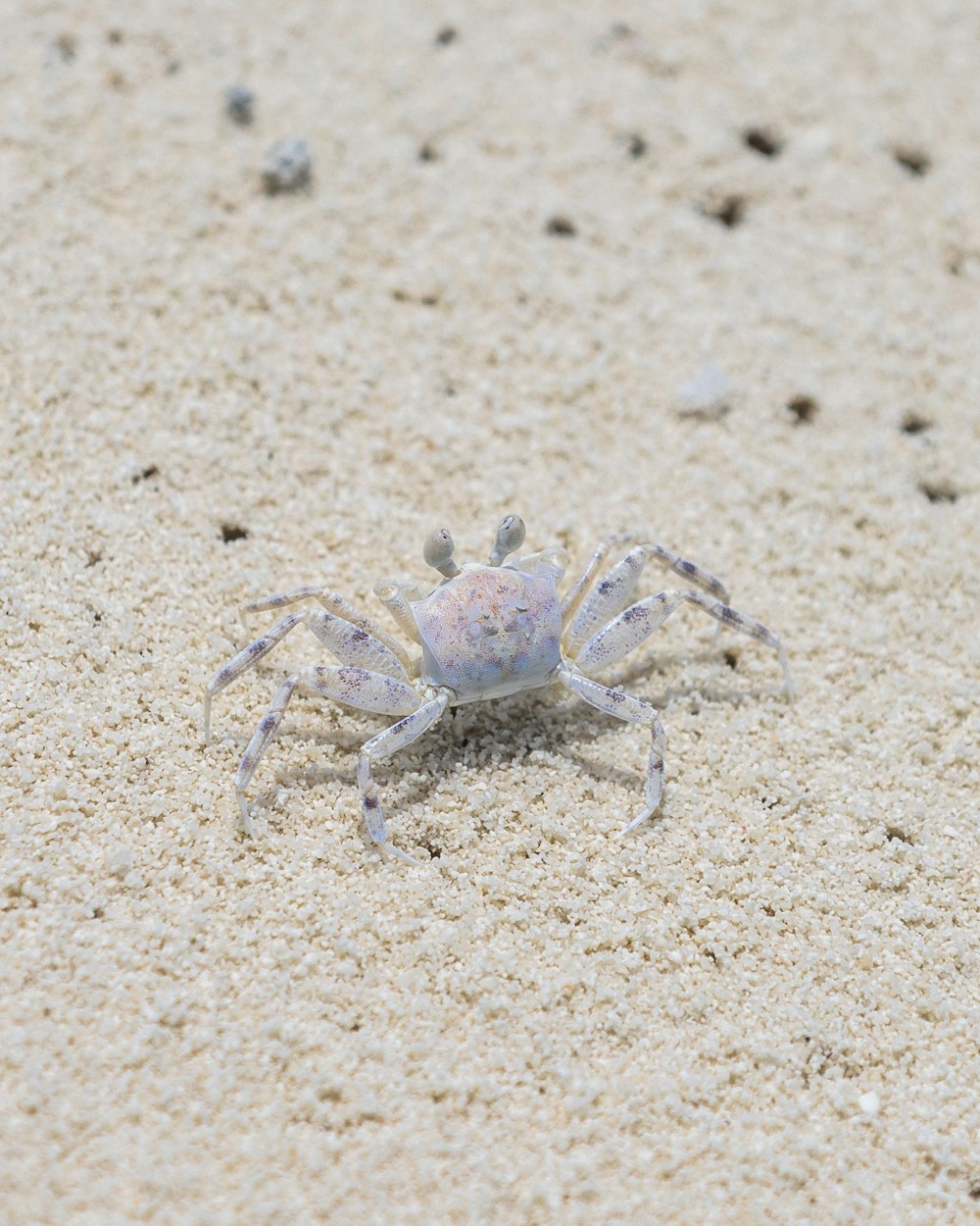 a crab on sand