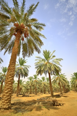 a group of palm trees