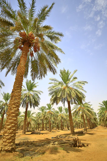 a group of palm trees