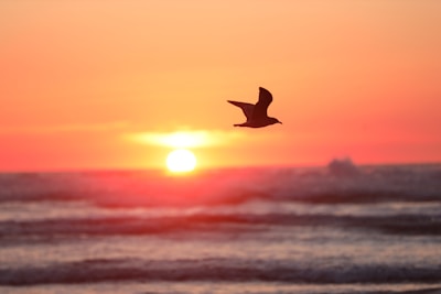 a bird flying over the ocean