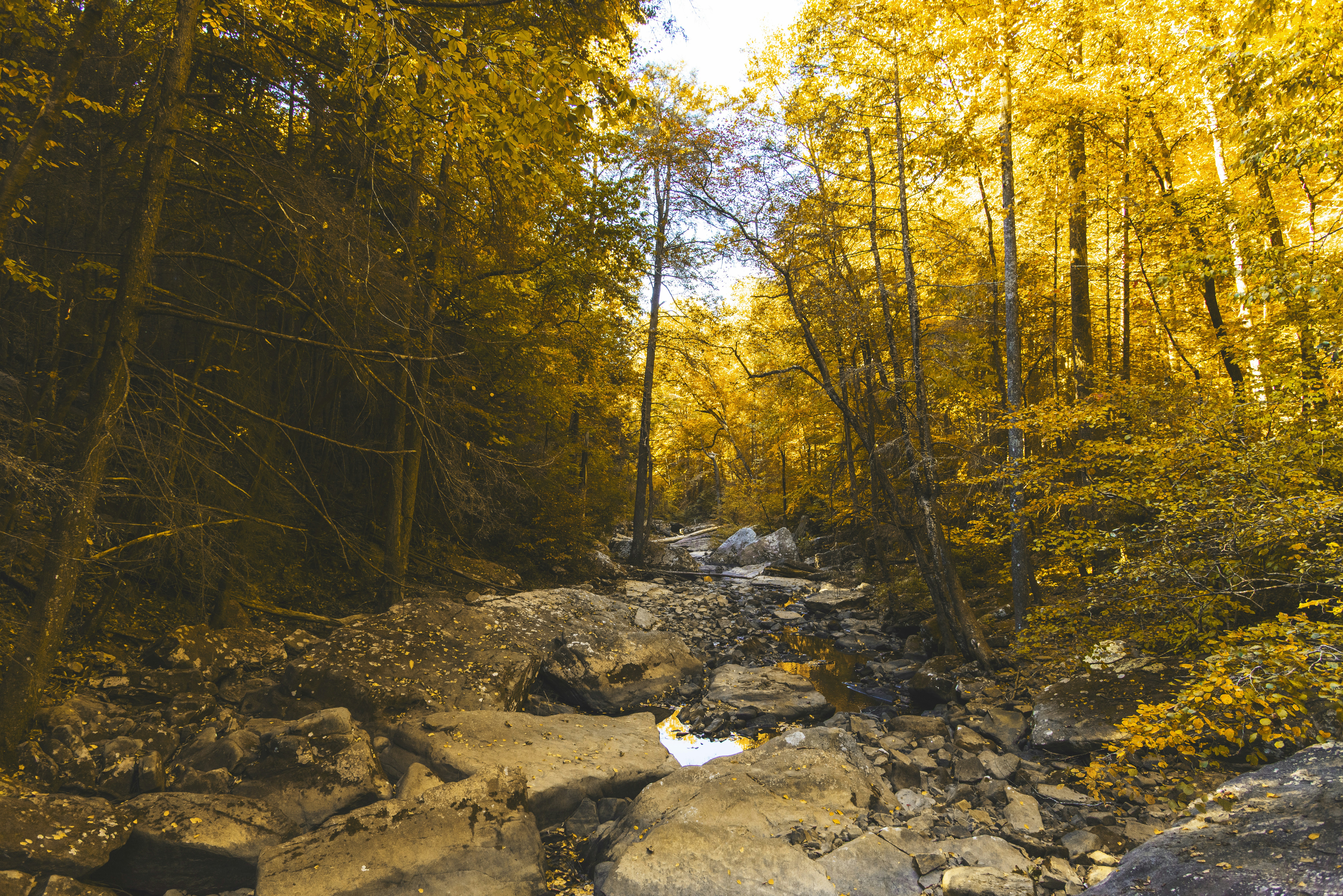uma área rochosa com árvores ao seu redor