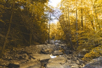 a rocky area with trees around it