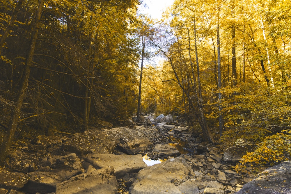 une zone rocheuse entourée d’arbres