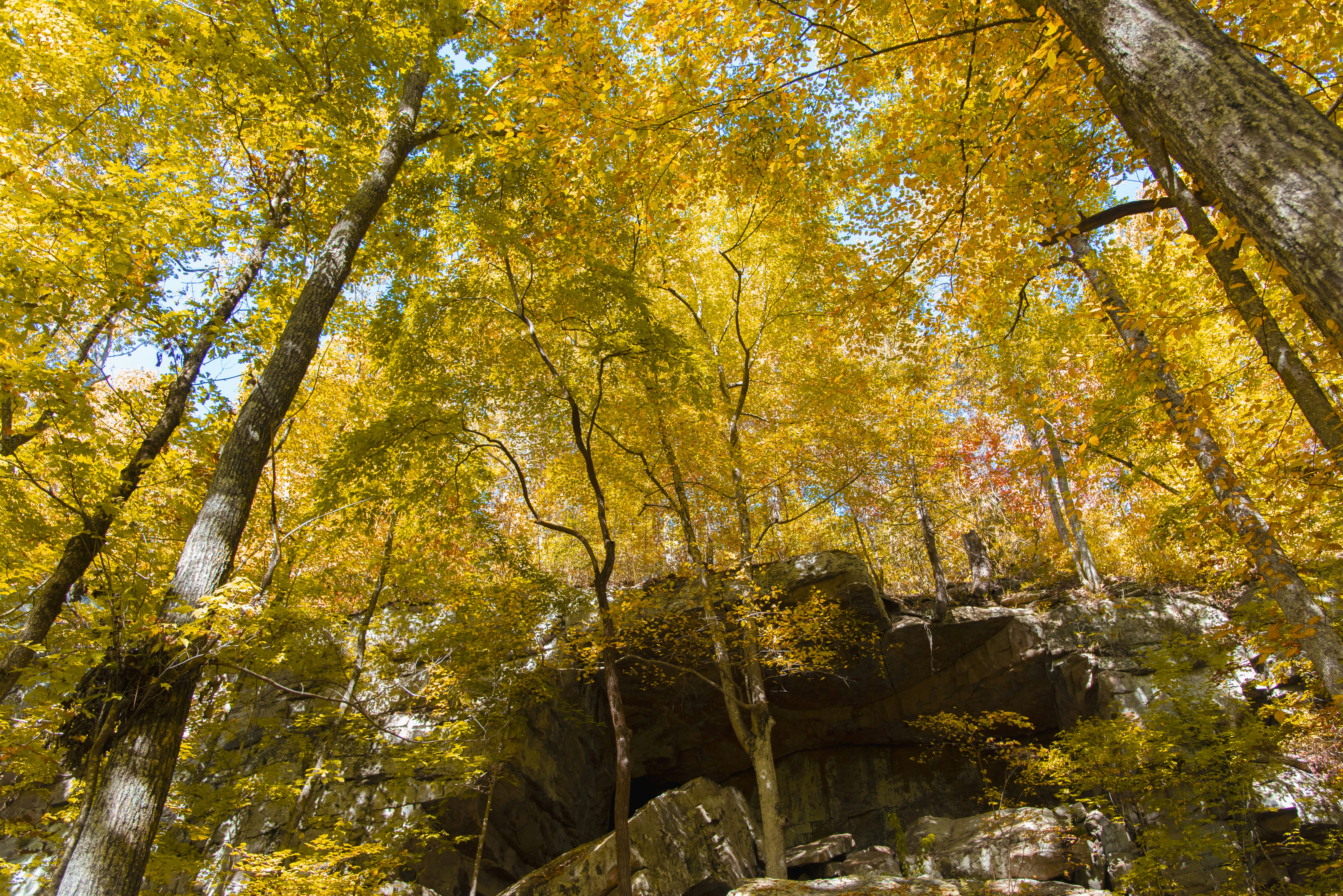 uma formação rochosa com árvores ao seu redor