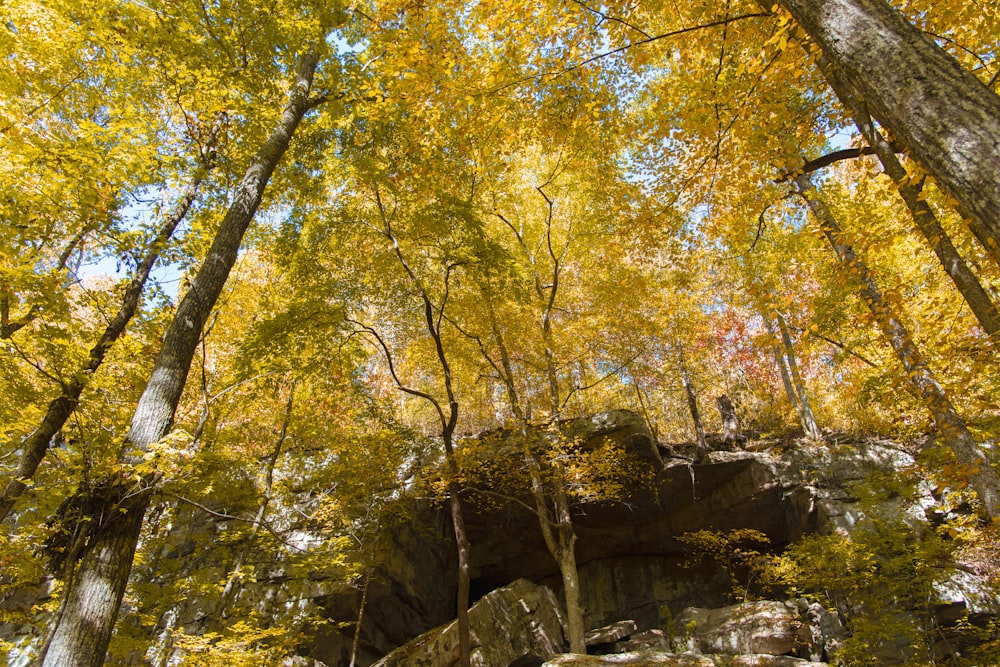 una formazione rocciosa con alberi intorno