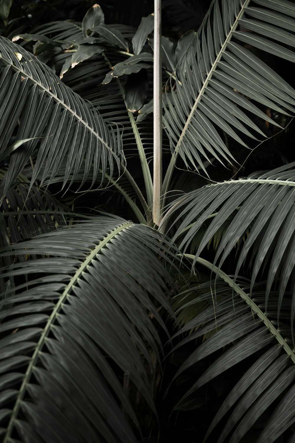 a close up of a tree