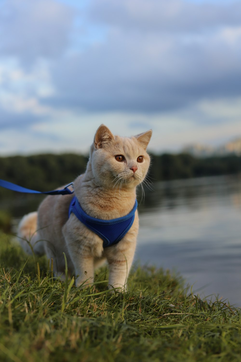 a cat with a leash walking on grass by water