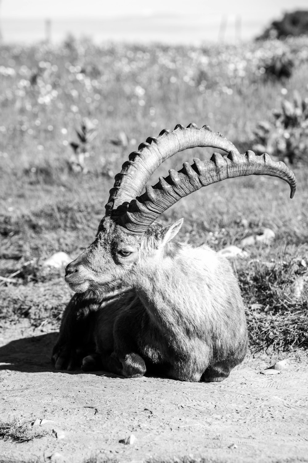 a baby goat lying on the ground