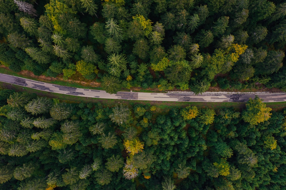 a road surrounded by trees