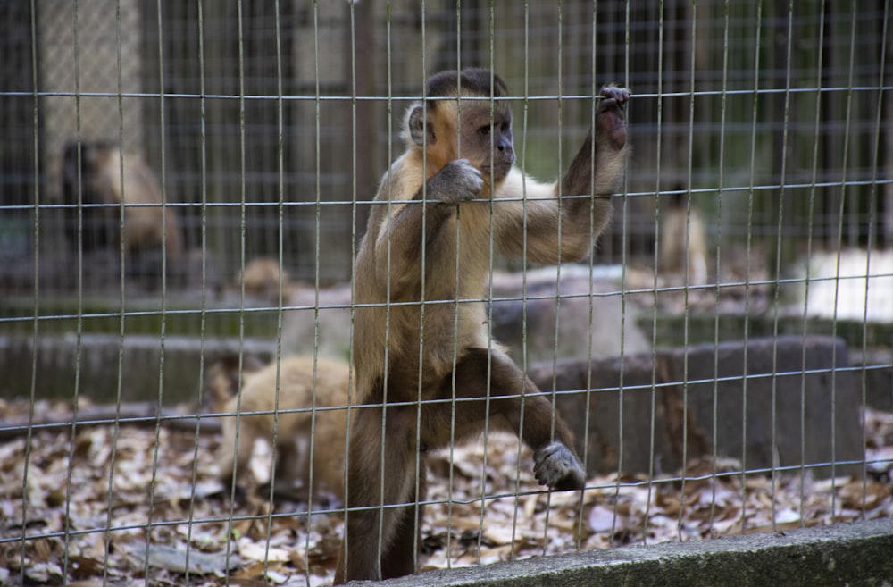 Ein Affe, der ein Affenbaby hält