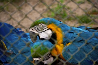 a parrot in a cage